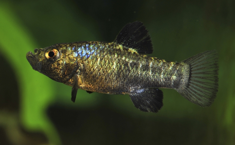 Adult male individual.