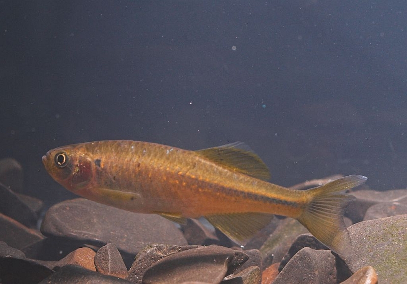 Adult male individual with slightly-damaged caudal-fin.