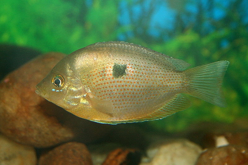 Specimen collected from the Bharathapuzha River in Palakkad District, Kerala.