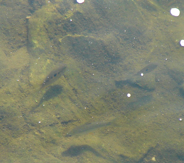 Two wild specimens alongside a larger cyprinid.