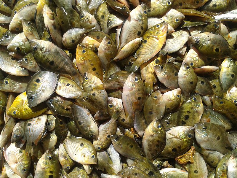 Specimens collected by commercial fishermen during the monsoon season in Kerala.