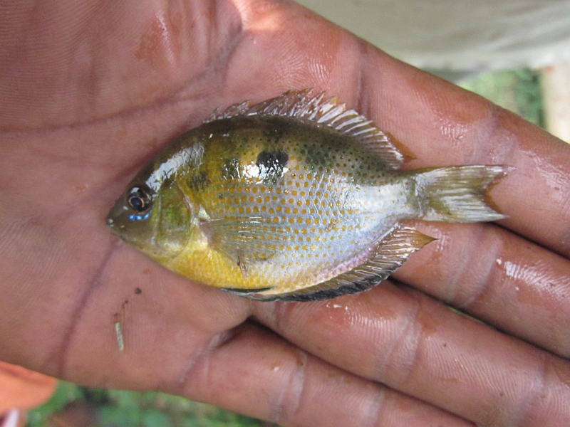 Freshly-collected adult from Kerala.