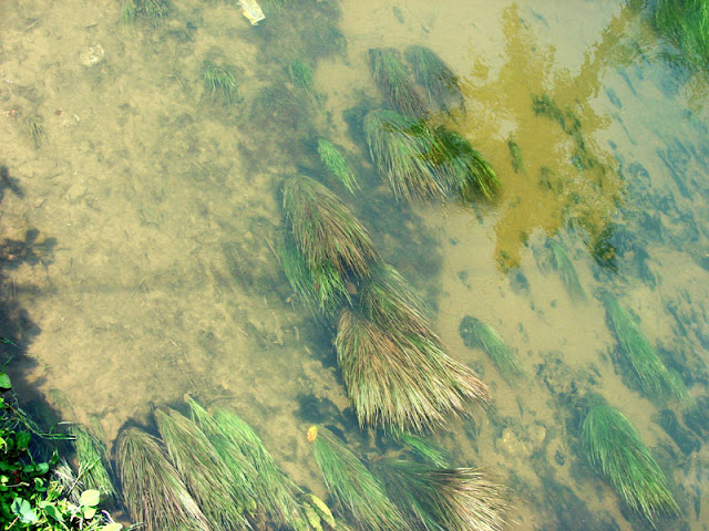 Closer view of the Chalakudy habitat.