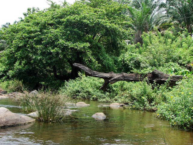 Freshwater habitat in the Chalakudy River basin, Kerala state, southwestern India.
