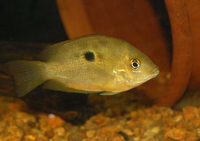 Individual displaying neutral, non-nuptial colour pattern.