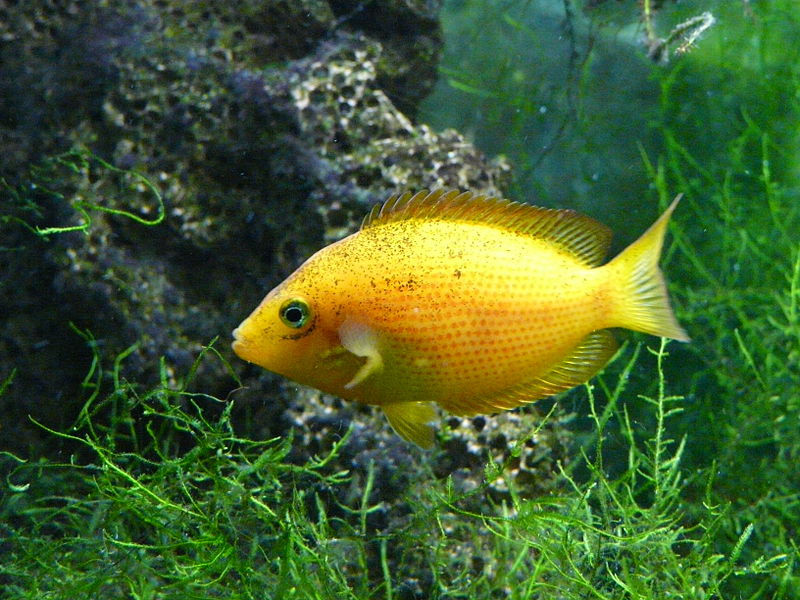 Individual of the 'red' ornamental strain displaying some remnant elements of dark patterning on the head and upper body.