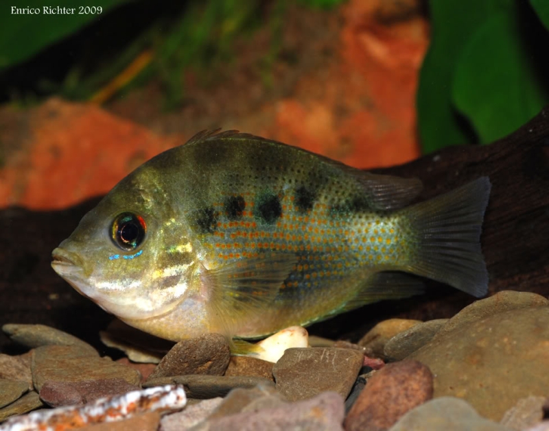 Wild specimen from the German aquarium trade displaying stress colour pattern.