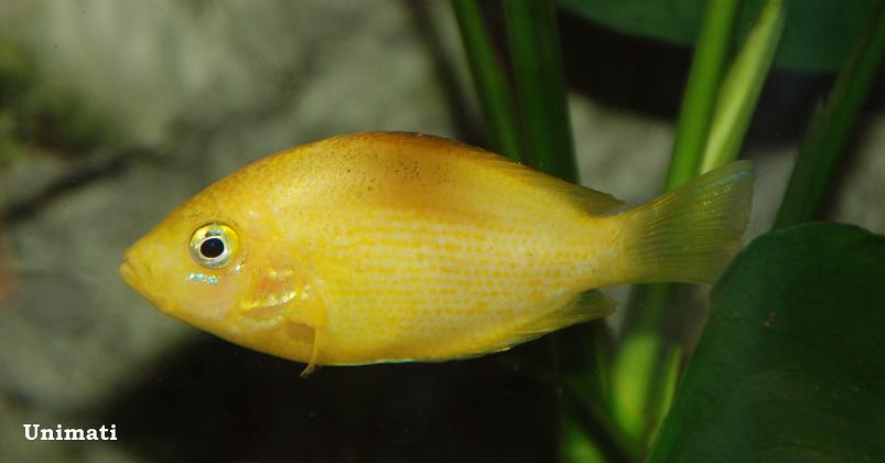 In the aquarium trade the selectively-bred 'red' or 'yellow' strains are more common than the natural form.