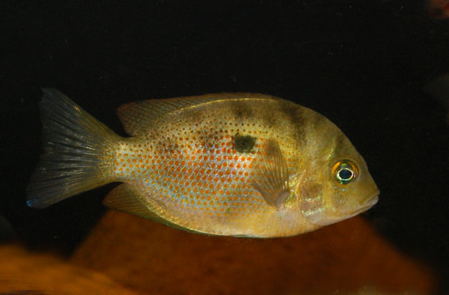 Specimen from the Chalakudy River.