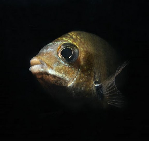 Head detail of subadult.