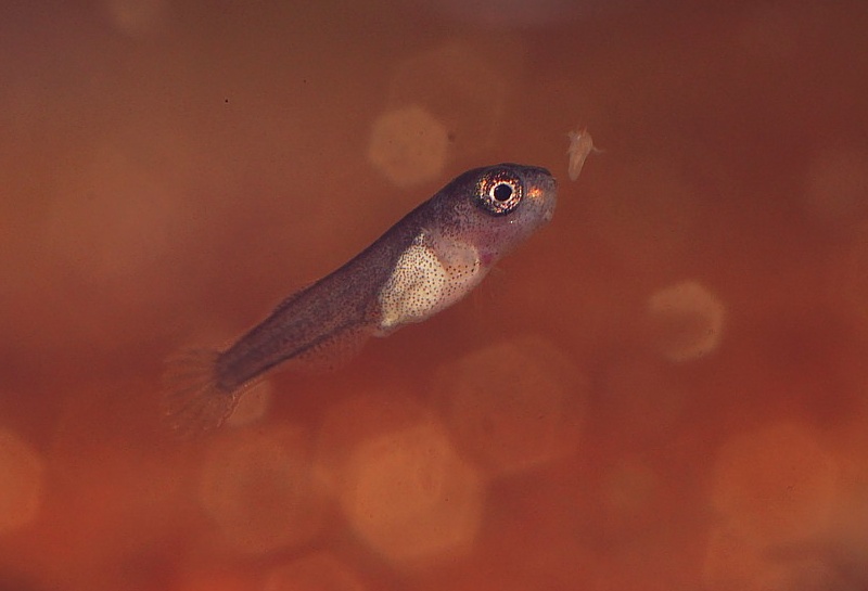 Fry at 2 days of age, feeding on Artemia nauplii. Size 6 mm TL.