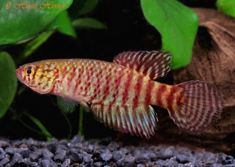 Adult male.