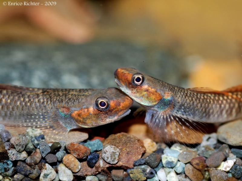 In some individuals the opercle and lower part of the head are predominantly gold-orange.