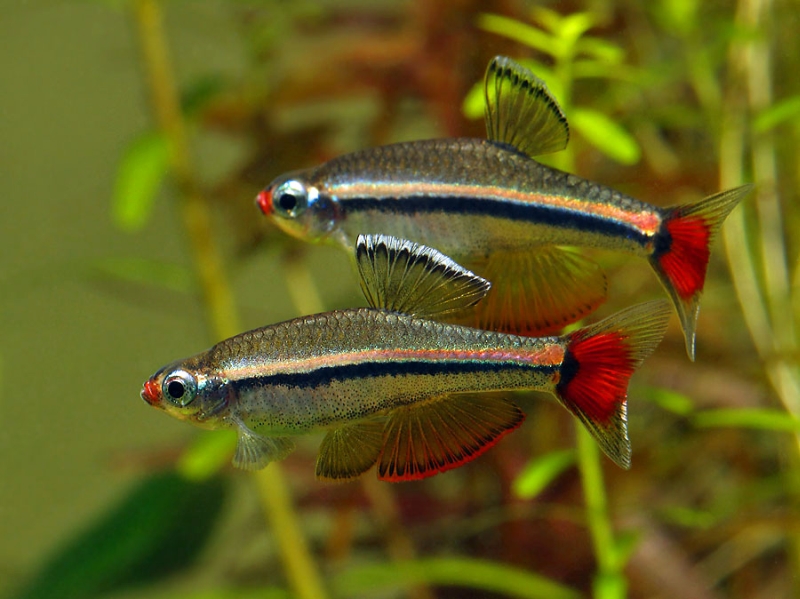 Adult males sparring.