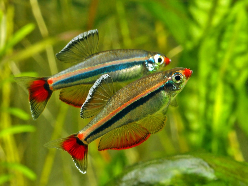 The colour pattern of adult males intensifies during aggressive interactions with other males.