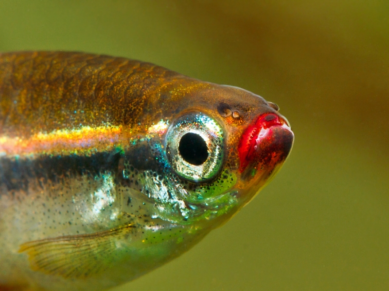 Detail of head and mouth.