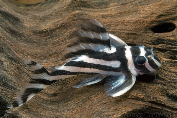 Hypancistrus zebra is an iconic species under threat due to construction of the Belo Monte dam on the rio Xingu in Pará state, Brazil