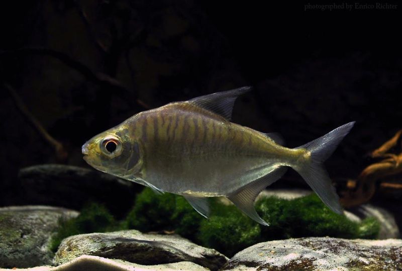 Specimen from the German aquarium trade.