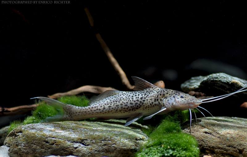 Subadult specimen from the German aquarium trade.