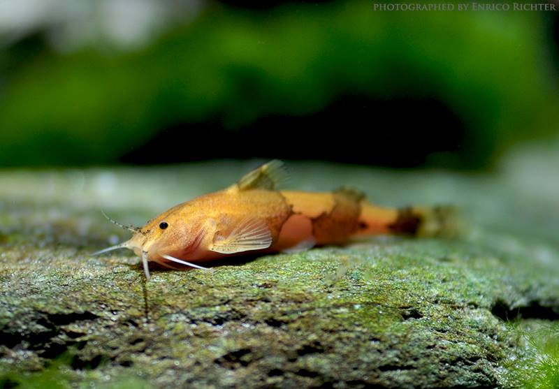 Specimen from the German aquarium trade.