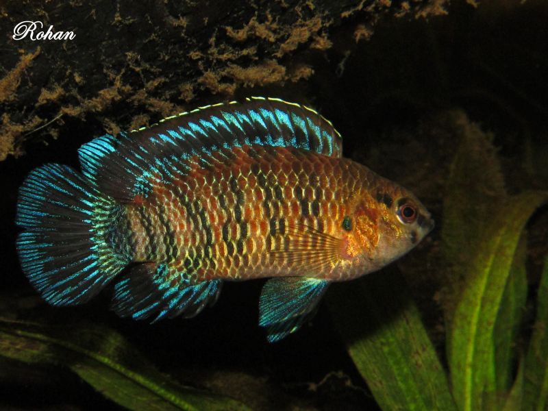 Adult male.