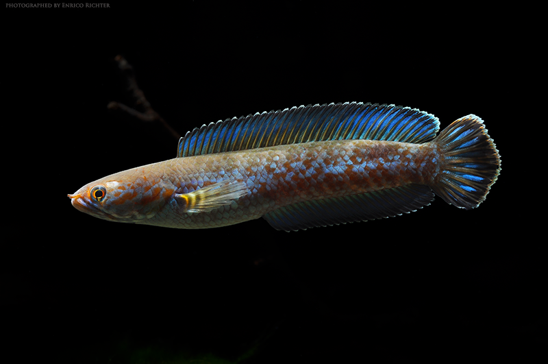 Adult male individual.