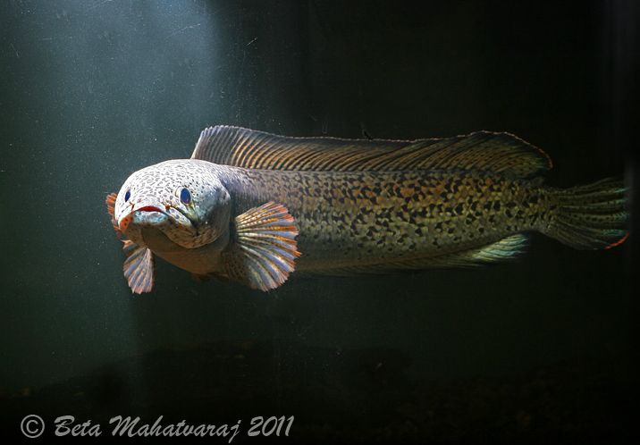 This species is among the largest in the genus.