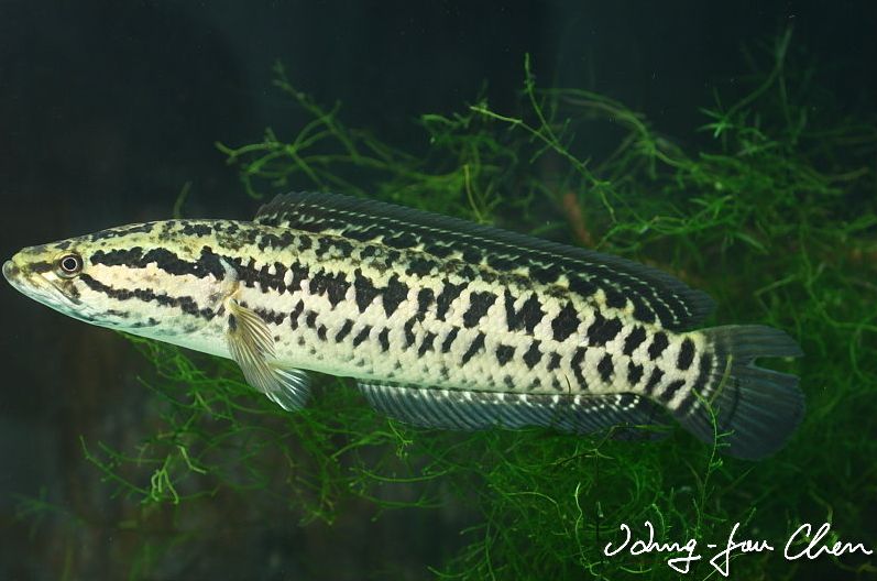 Adult individual.