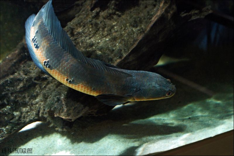 Individual from Peninsular Malaysia.