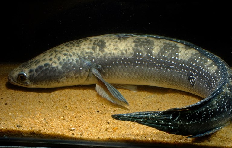 Specimen measuring ca. 400 mm TL collected from the Bhagirathi River at Simurali in Nadia district, West Bengal state, northeastern India.