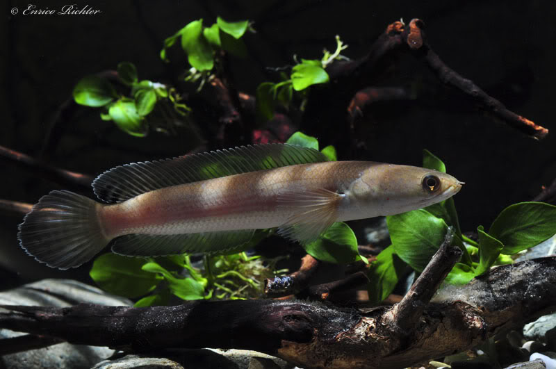 Subadult from the German aquarium trade.