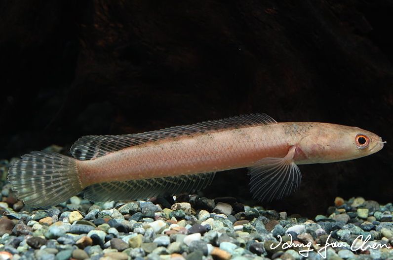 Subadult specimen.