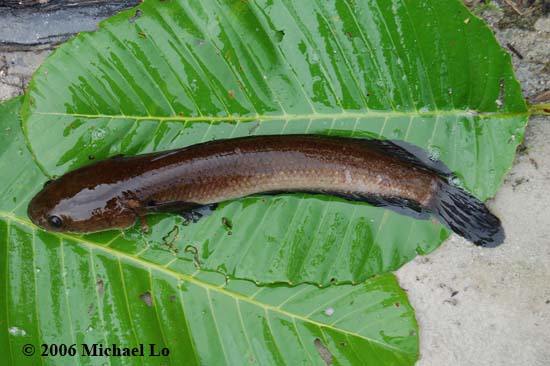 Freshly-collected adult individual from Pugu, Sarawak, Borneo.
