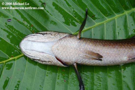 Underside of head and anterior portion of body.