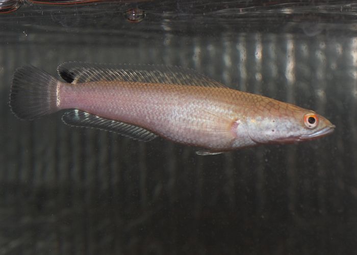 Young specimen from the UK aquarium trade.