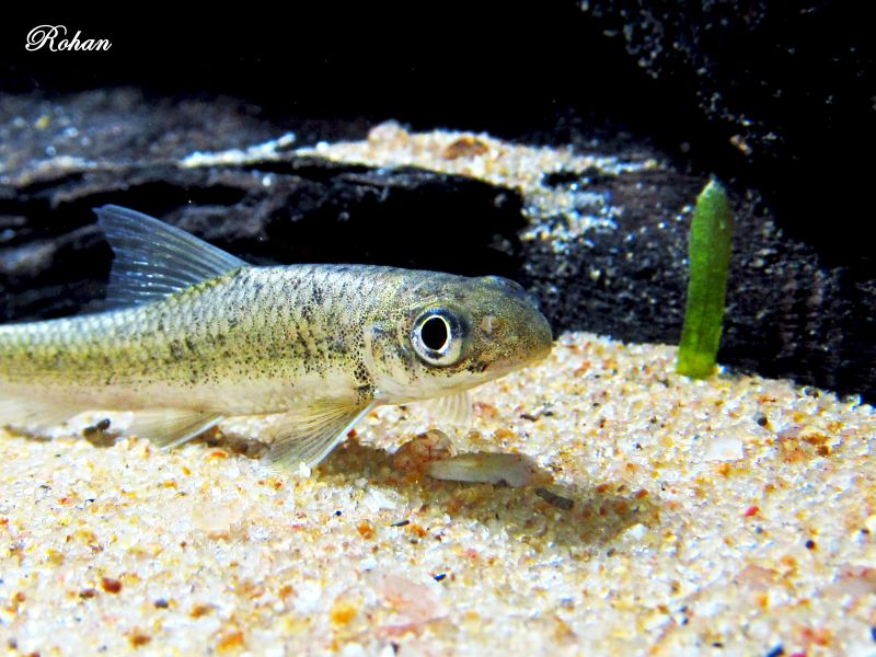 Another young individual.