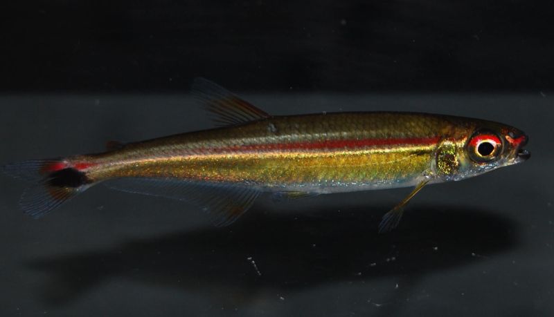 Individual from the UK aquarium trade; note the location of the anal- and dorsal-fin origins (see 'Notes').