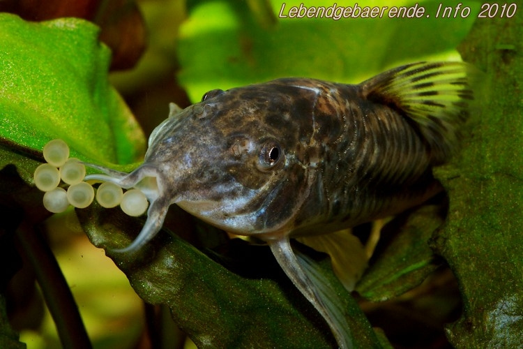 Individual post-spawning.
