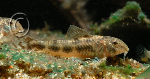 Specimen from the UK aquarium trade.