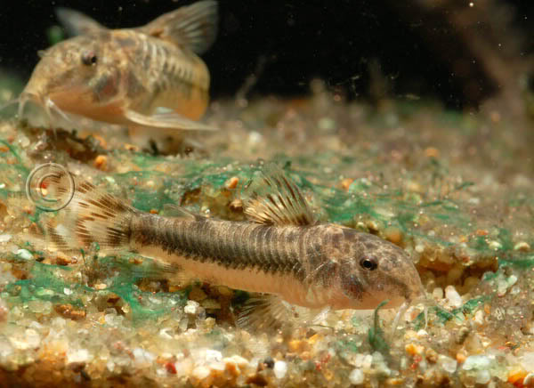Like others in the genus this species fares best when maintained in a group.