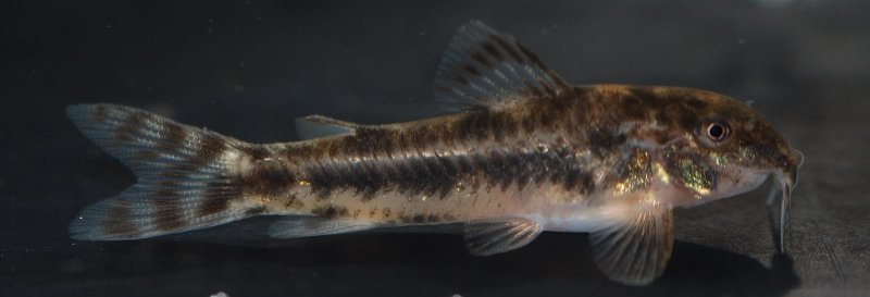 Specimen from the UK aquarium trade.