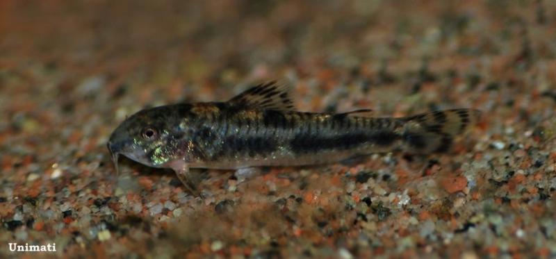 Individual from the Danish aquarium trade.