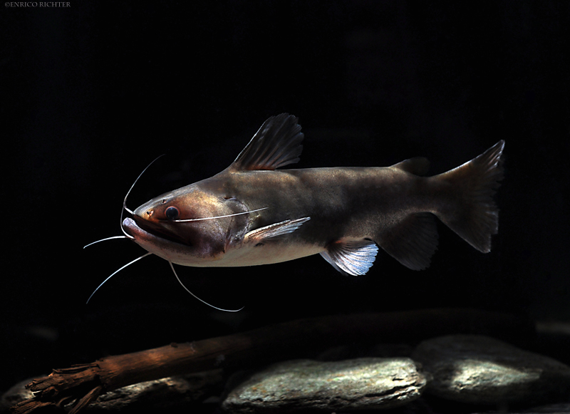 Specimen from the German aquarium trade measuring approximately 200 mm TL.