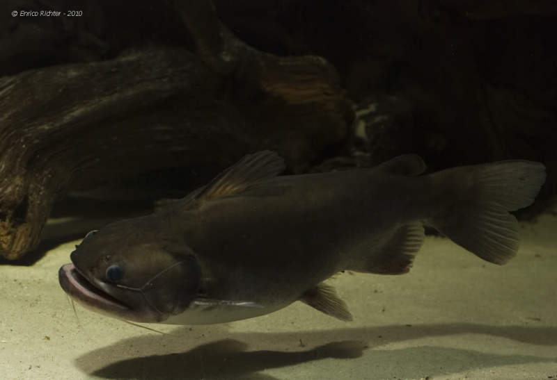This individual has been fed recently, as evidenced by the swollen belly region.