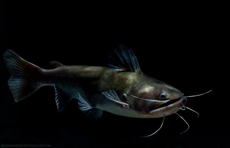 Specimen imported to Germany from Venezuela.