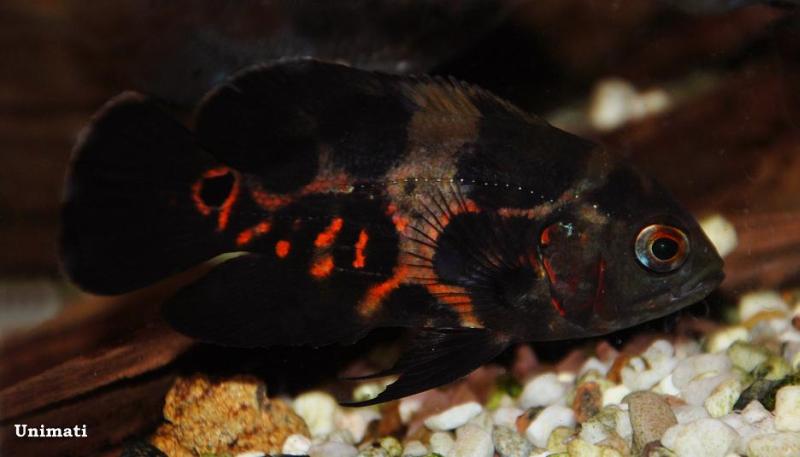 This specimen has almost lost its juvenile colour pattern but retains some elements in the upper portion of the body.
