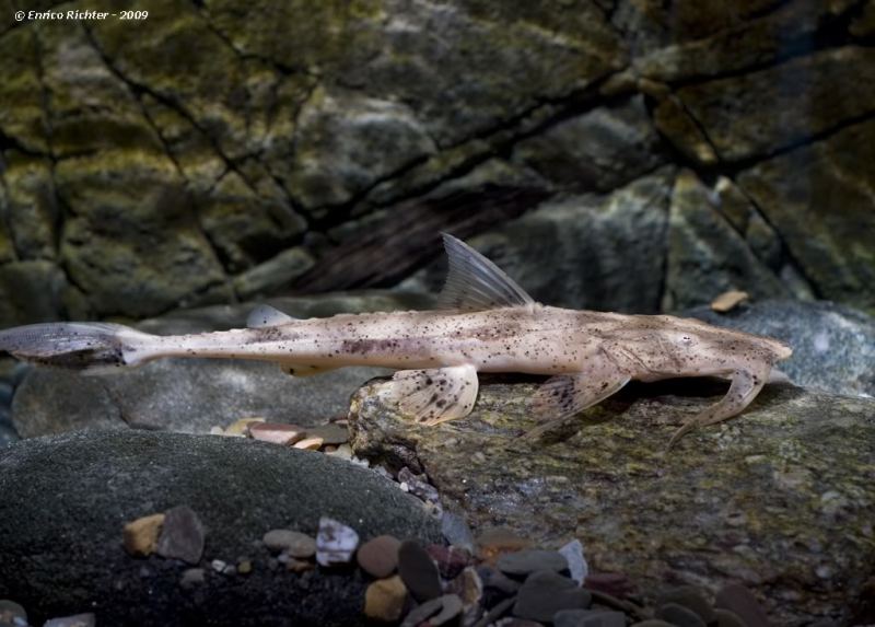 This species is easily told apart from congeners by presence of dark blotches on the flanks.