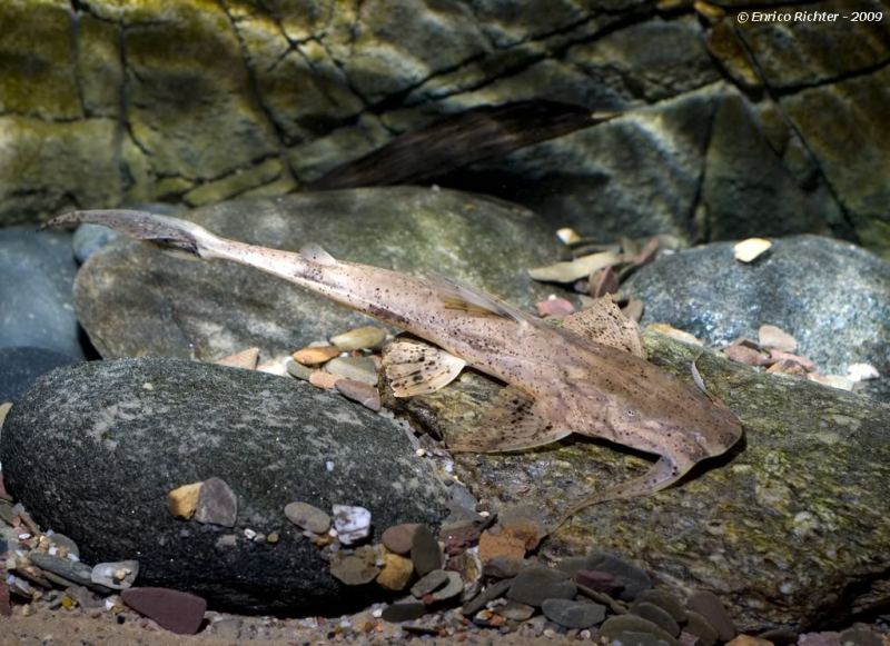 This species requires a very large, specialised aquarium.