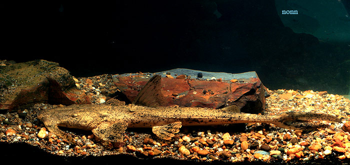 Specimen from Thailand.