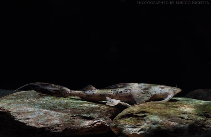 Juvenile from the German aquarium trade.